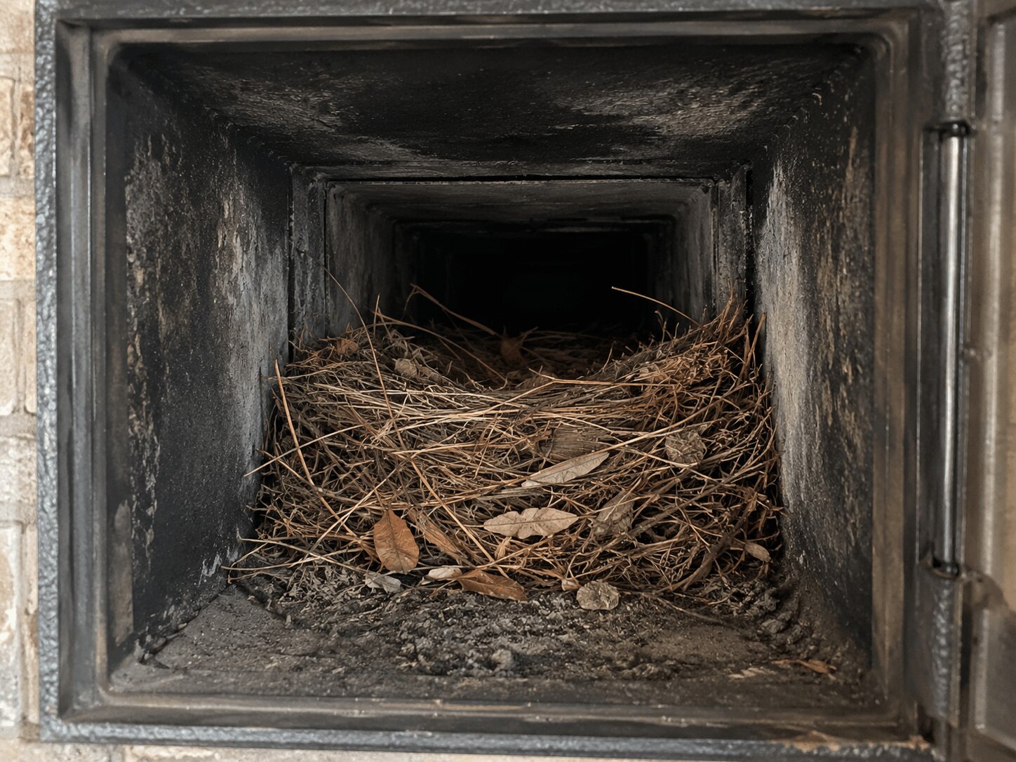 Vogelnest in een rookkanaal